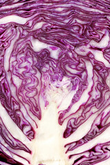 Red cabbage close up