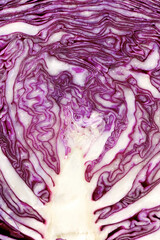 Obraz premium Red cabbage close up