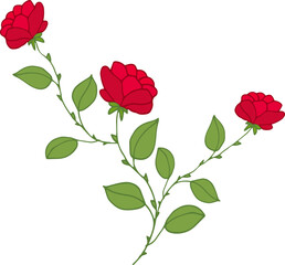 Hand drawn rose bush. Vector illustration. Red Rose.
