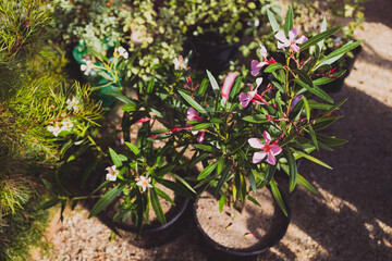 oleander plant with pink flowers outdoor in sunny backyard, close-up shot at shallow depth of field