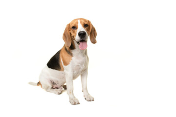 Sitting beagle dog smiling looking at the camera isolated on a white background - obrazy, fototapety, plakaty