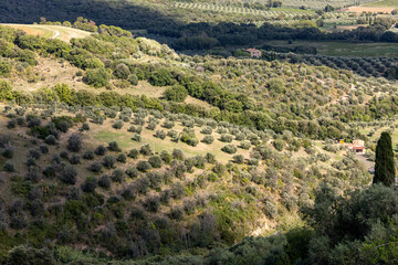 Fototapeta na wymiar Farmland and olive groves around Montemassi in the province of Grosseto. Italy
