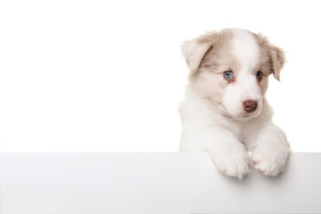 Portrait of cute australian shepherd puppy looking at the camera isolated on a white background with space for copy