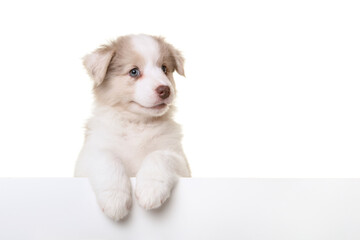 Portrait of cute australian shepherd puppy looking at the camera isolated on a white background...