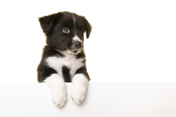 Portrait of cute australian shepherd puppy looking away isolated on a white background with space for copy