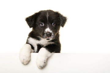 Portrait of cute black and white australian shepherd puppy looking at the camer  isolated on a white background with space for copy