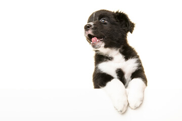 Funny portrait of cute black and white australian shepherd puppy looking at the camera isolated on a white background with space for copy