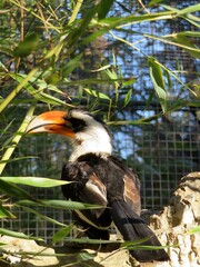toucan