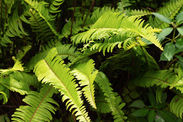 perfect natural fern. Beautiful background made with light green fern leaves.