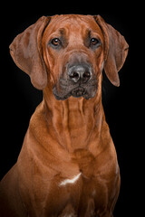Portrait of a proud rhodesian ridgeback dog on a black background