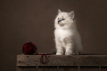 Fluffy ragdoll baby cat sitting on a wooden crate with a woolen ball in a classic still life setting looking away