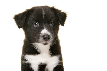 Portrait of cute black and white australian shepherd puppy looking at the camera isolated on a white background with space for copy
