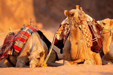 Camels lying down in the desert sand, Wadi Rum, Jordan, close-up portrait