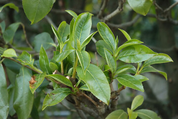 Young fresh green leaves of Cherry laurel hedge growing after a pruning. Prunus laurocerasus hedge with new leaves
