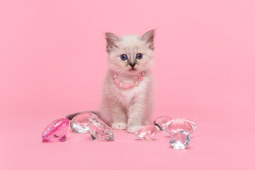 Cute little holy burmese kitten between diamonds wearing pearls looking at the camera on a pink background