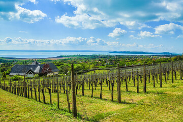 Lake Balaton from vineyards of Csopak
