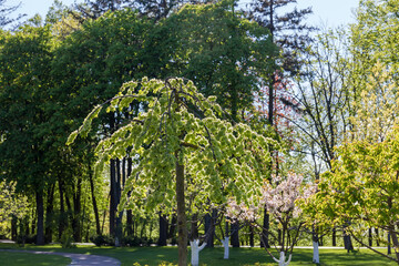 Section of the spring park with blooming trees on foreground