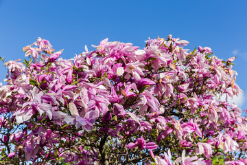 Bush top of blooming purple magnolia against the clear sky