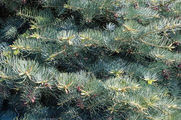 Background of densely growing branches of the white fir