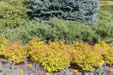 Obraz premium Different ornamental shrubs, trees and flowers in spring city park