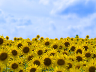 Fototapeta premium 満開のひまわり畑と夏の空