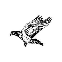 Black and white sketch of a flying bird with transparent background