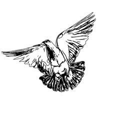 Black and white sketch of a flying bird with transparent background
