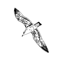 Black and white sketch of a flying bird with transparent background