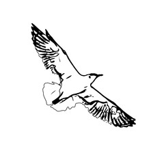 Obraz premium Black and white sketch of a flying bird with transparent background