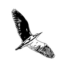 Black and white sketch of a flying bird with transparent background