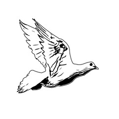 Black and white sketch of a flying bird with transparent background