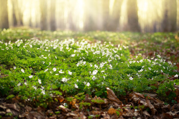 Blooming Snowdrop Anemone flowers under the trees