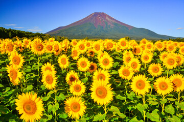 富士山とひまわり