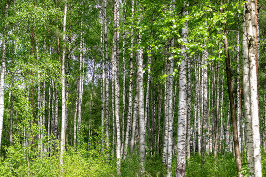 Birch forest in summer. Beautiful natural landscape.
