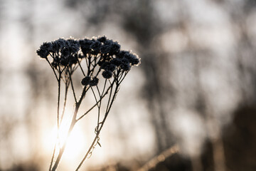 Frozen dry flowers in a sunshine on a winter day, close up silhouette