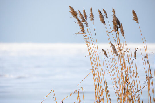 Dry coastal reed on a winter day, natural background photo