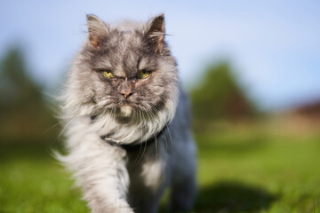 Naklejka na ściany i meble Portrait of Persian cat walking in the grass