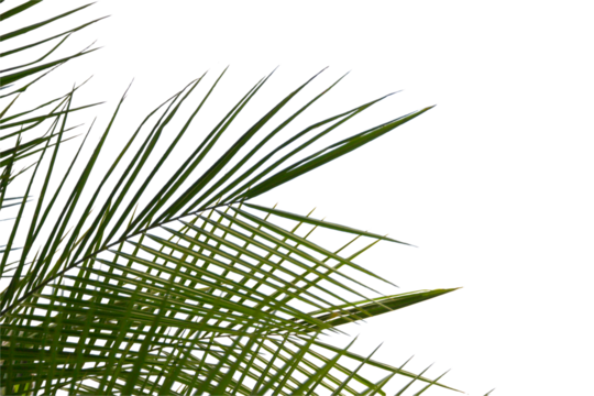 green coconut leaf or tree branch isolated on white background.
