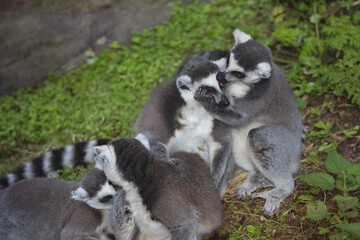 a family of lemurs playing at the zoo,  ring-tailed lemur, lemur catta © IvSky