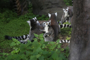 a family of lemurs playing at the zoo,  ring-tailed lemur, lemur catta