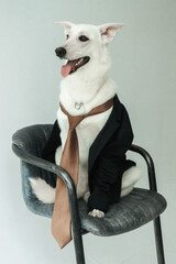 The boss dog