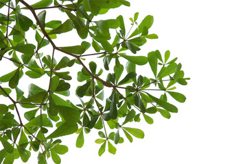 Fototapeta na wymiar Green leaf or branch isolated on white background.