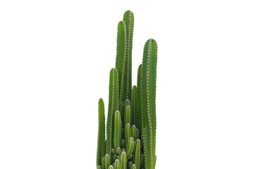 cactus isolated on white background.It copy space.