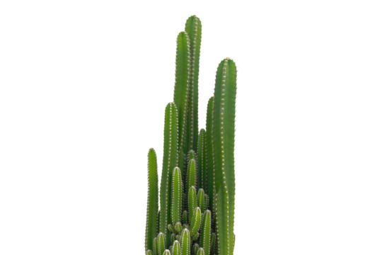 cactus isolated on white background.It copy space.
