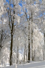 Snow and frost in the crowns of beech trees. Moravia. Czechia. 