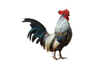 beautiful colored chicken isolated on white background.