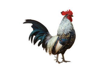 beautiful colored chicken isolated on white background.