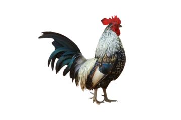 Fototapeten Huhn beautiful colored chicken isolated on white background.  © Parichart