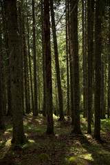 Fototapeta na wymiar Pine tree forest