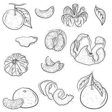 Set of whole, half, sliced, peeled tangerines on branch with leaves. Hand drawn vector sketch illustrations in simple doodle line style. Winter citrus fresh fruit, juice, vitamins healthy, peel.